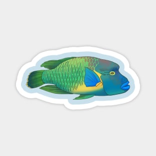 Napoleonfish (Humphead Wrasse) Magnet