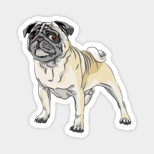 angry dog fawn pug breed Magnet