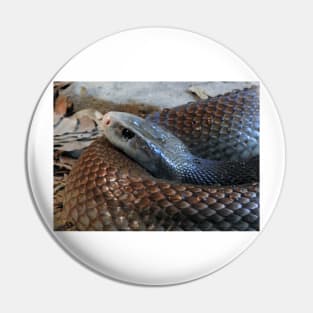 Coastal Taipan Pin