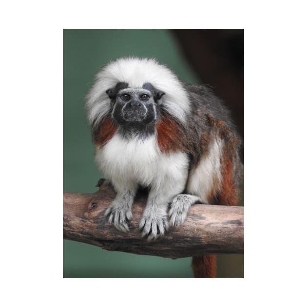 Cotton-top Tamarin by kirstybush