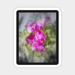 sweet peas 2 Magnet