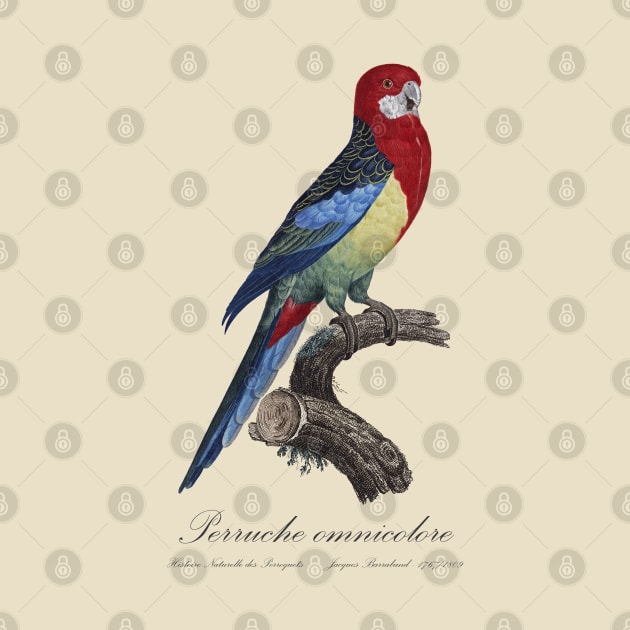 Eastern Rosella Parakeet / Perruche Omnicolore - 19th century Jacques Barraband Illustration by SPJE Illustration Photography