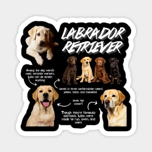 Labrador Retriever Fun Facts Magnet