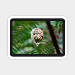 Unfurling tree fern frond. Magnet