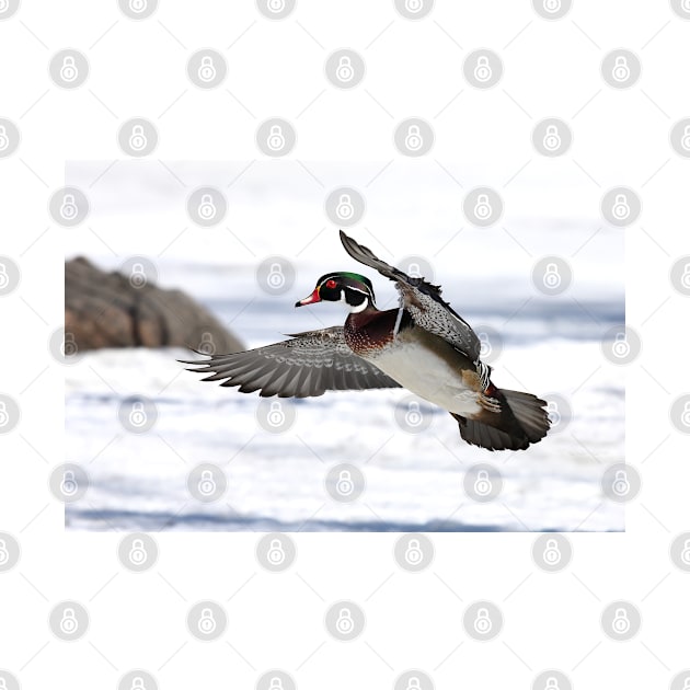 By the frozen shoreline - Wood Duck by Jim Cumming