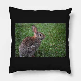 Eastern Cottontail  Pillow