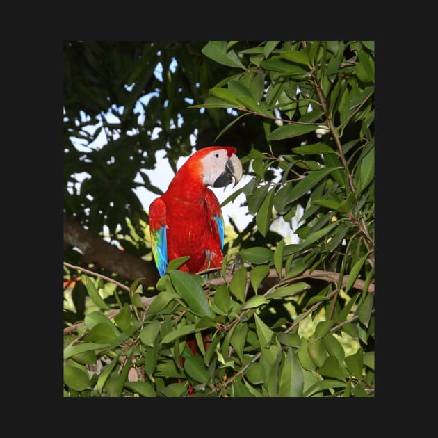 Scarlet Macaw by Carole-Anne