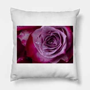 Dew Drops On Purple Red Rose Pillow