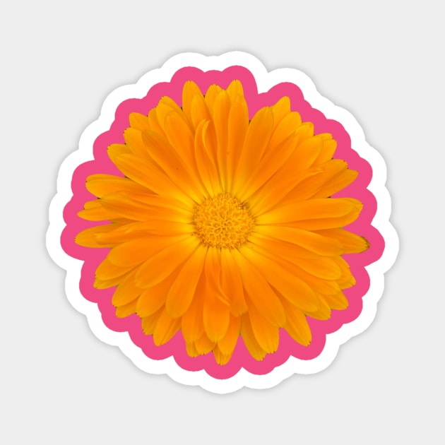 Sunny orange gerbera Magnet by Dillyzip1202