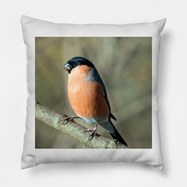 Male bullfinch Pillow by Itsgrimupnorth
