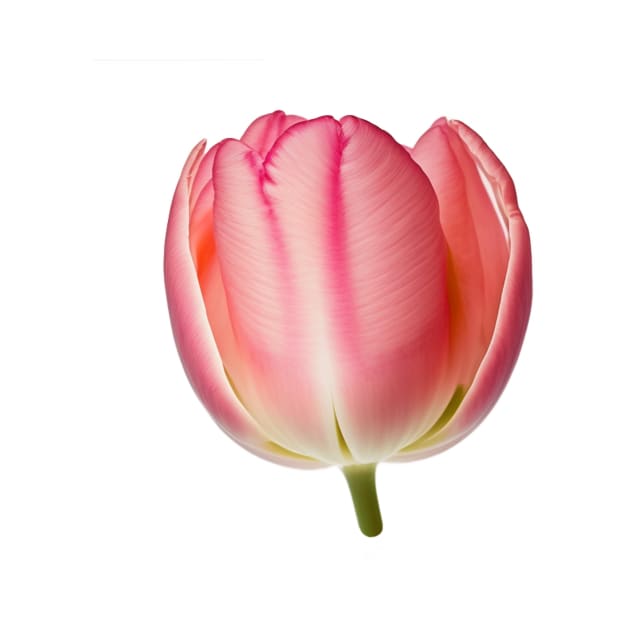 Pink Tulip flower art print by Cre8ily