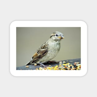 Sparrow Magnet