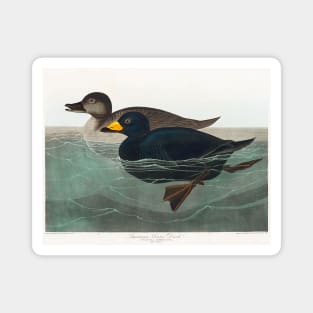 American Scoter Duck from Birds of America (1827) Magnet