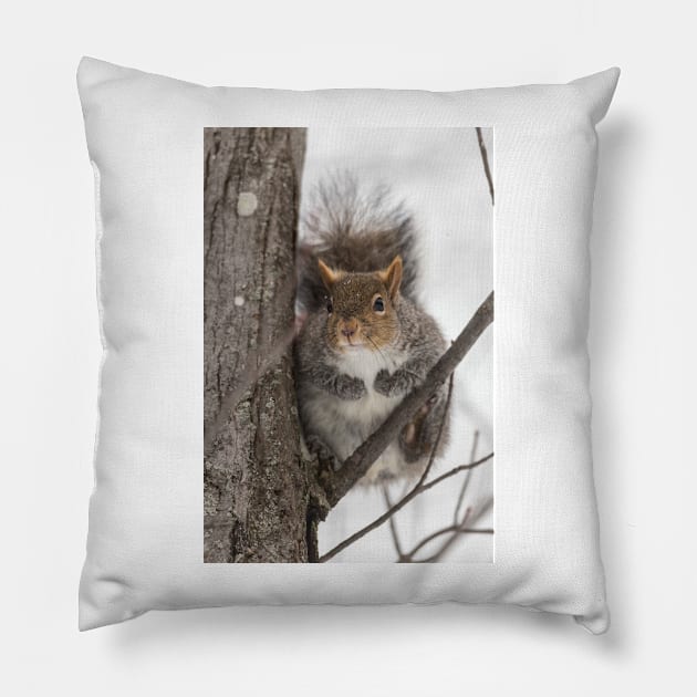 Large Grey Squirrel in a tree Pillow by josefpittner