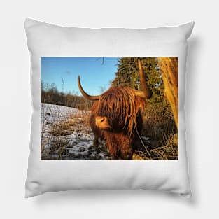 Scottish Highland Cattle Cow 2237 Pillow