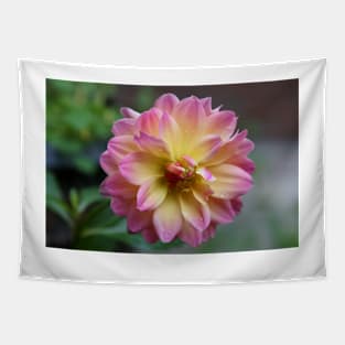 A closeup of a pink and yellow Dahlia Tapestry