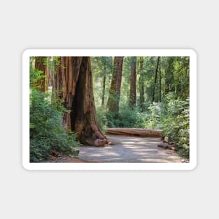 Big Basin Redwoods State Park Magnet