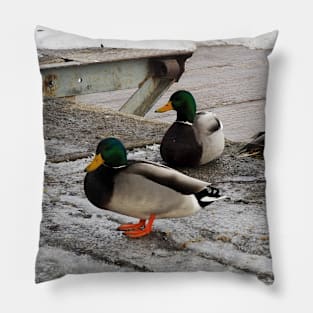 Three Winter Mallard Ducks Pillow