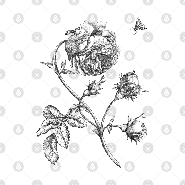 Rose Flower Vinatge Botanical Illustration by Biophilia