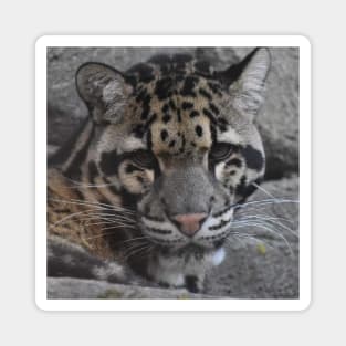 Clouded Leopard Magnet