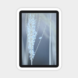 Ornamental grasses Magnet