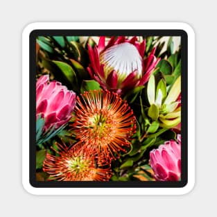 Colourful Protea Flowers in Loose Arrangement Magnet