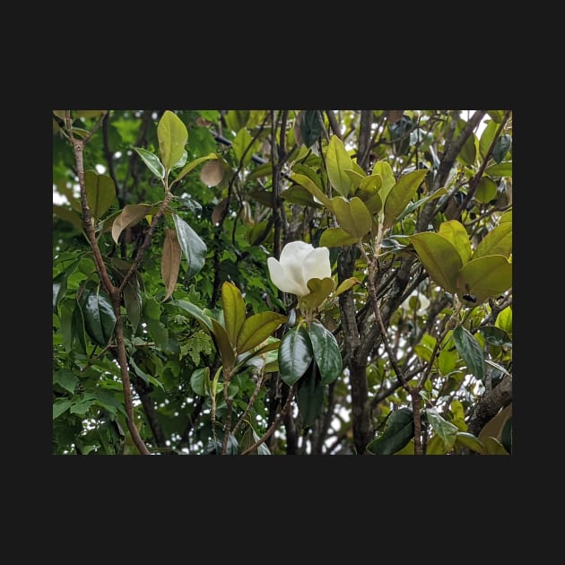 Magnolia Bloom 2 by AustaArt