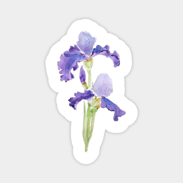 two purple irises ink and watercolor Magnet by colorandcolor