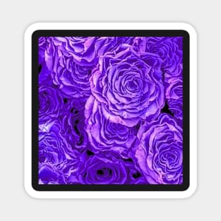 Purple Roses Magnet