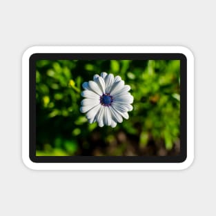 White African daisy or Cape Daisy Magnet