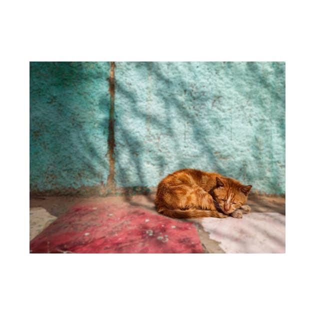 Cat orange sleep (naps) by mohamedayman1