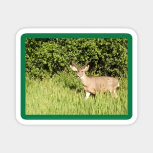 Mule deer, wildlife, Woodland King Magnet