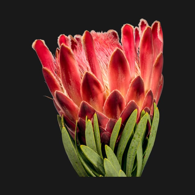 Colourful Oleanderleaf Protea by scotch