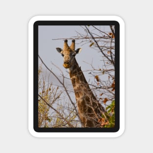 Young curious giraffe in Botswana Magnet