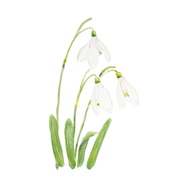 3 snowdrops flowers watercolor by colorandcolor