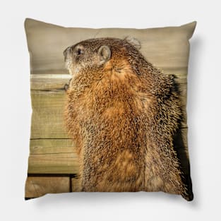 Curious Groundhog Photograph Pillow