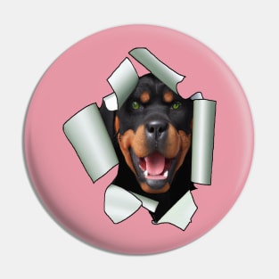 Cartoon Style Rottweiler Dog Poking Its Head Through Ripped Paper Pin