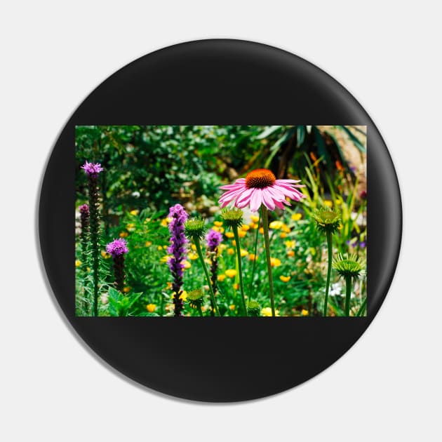 Echinacea Purpurea Pin by jojobob