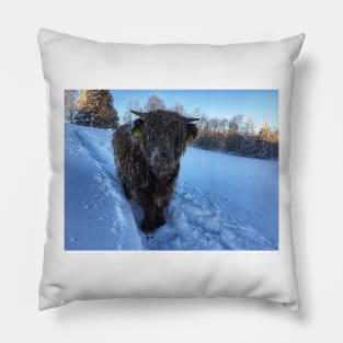 Scottish Highland Cattle Calf 1883 Pillow