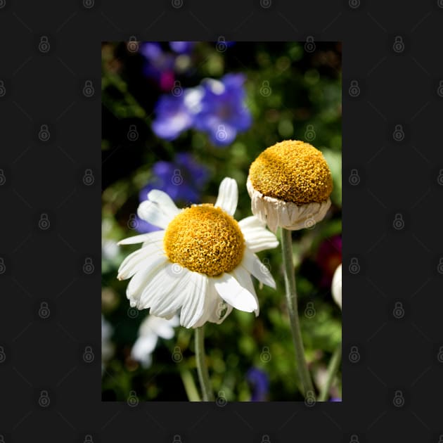 Daisies in the afternoon sun by heidiannemorris