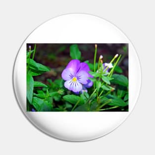 Purple Pansy amongst Greens Pin