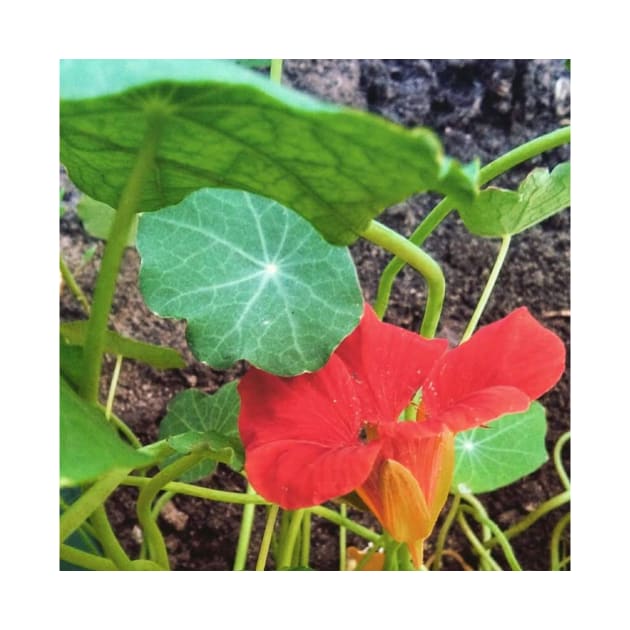 Nasturtium Empress of India by Hajarsdeco