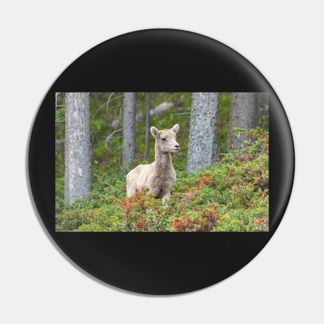 Bighorn Lamb Pin by jvnimages