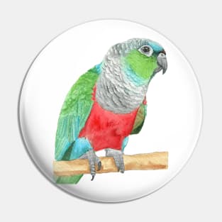 Crimson-bellied parakeet watercolor - conure painting bird portrait Pin