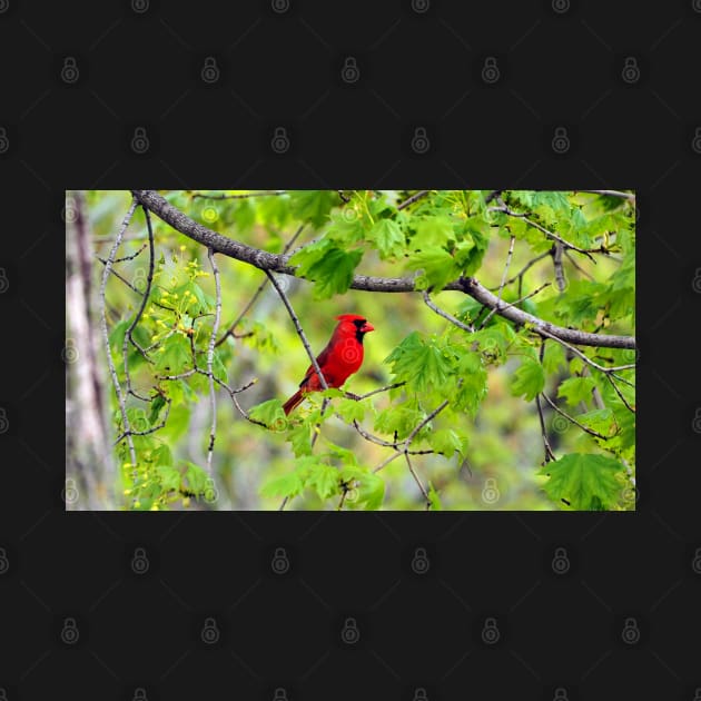 Northern Red Cardinal Sitting In A Tree by BackyardBirder