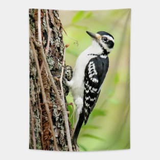 Portrait of a Hairy Woodpecker 2-Female Tapestry