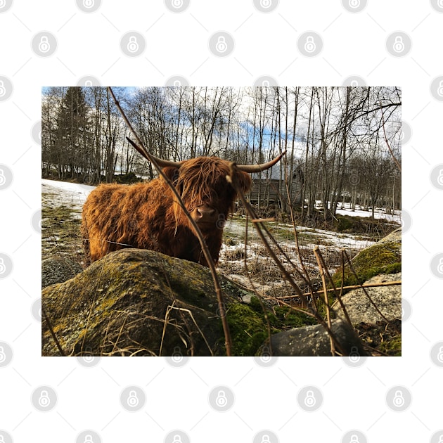 Scottish Highland Cattle Cow 2288 by SaarelaHighland