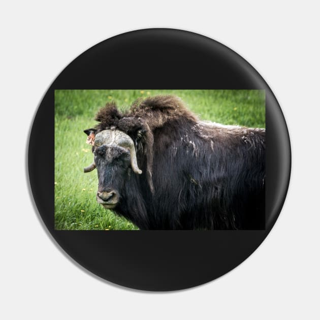 North American Wildlife - Bull Musk Ox Pin by 3QuartersToday