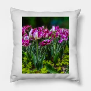 Parrot Tulips Spring Flower Garden photograph Pillow