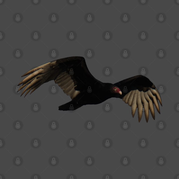 Turkey Vulture in Flight by Head Blaze